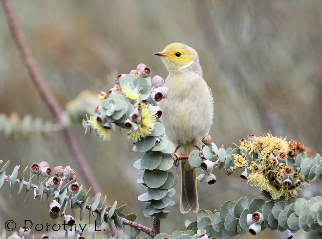 White-plumed Honeyeater (Ptilotula penicillata)
