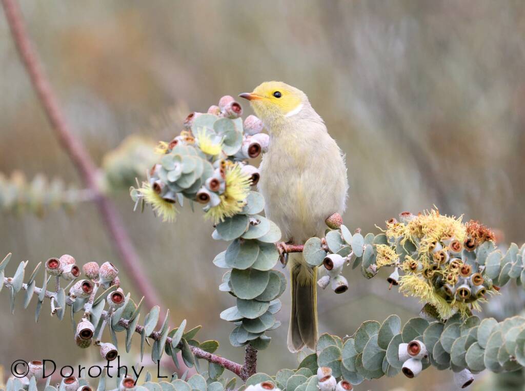 White-plumed Honeyeater (Ptilotula penicillata)