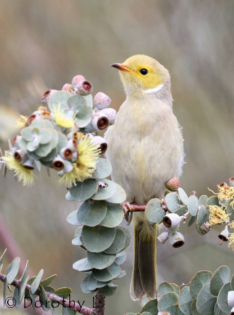 White-plumed Honeyeater (Ptilotula penicillata)