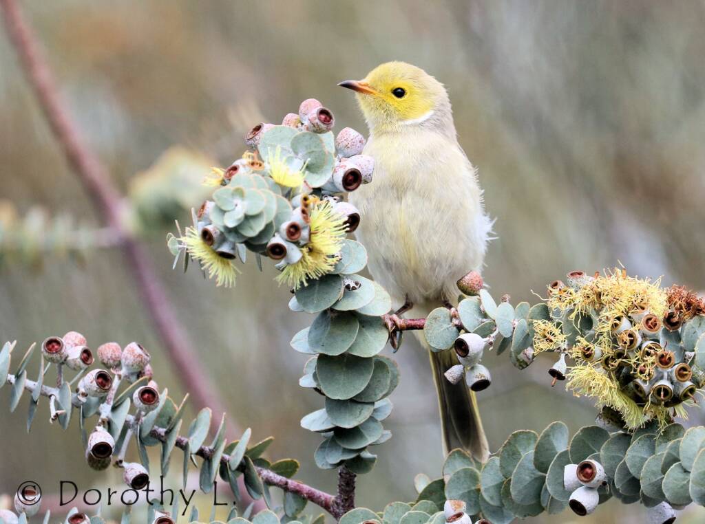 White-plumed Honeyeater (Ptilotula penicillata)