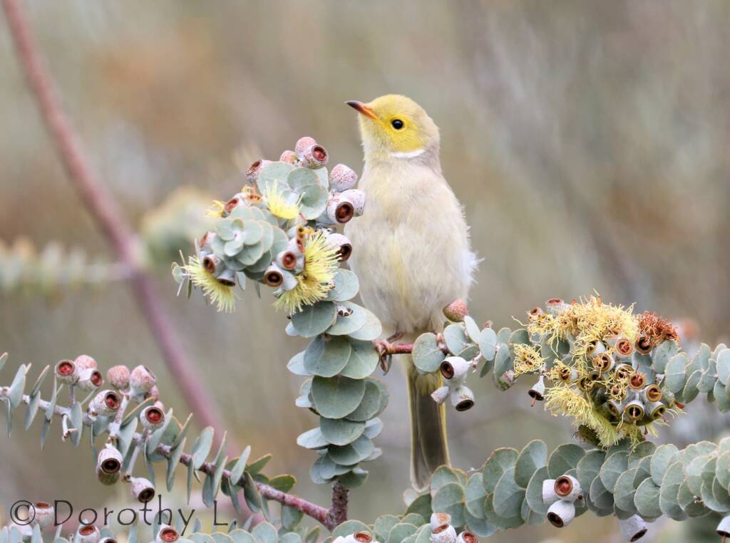 White-plumed Honeyeater (Ptilotula penicillata)