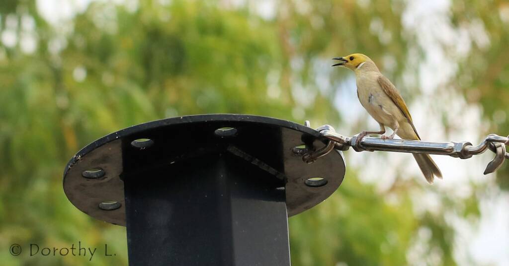 White-plumed Honeyeater (Ptilotula penicillata)