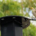 White-plumed Honeyeater (Ptilotula penicillata)