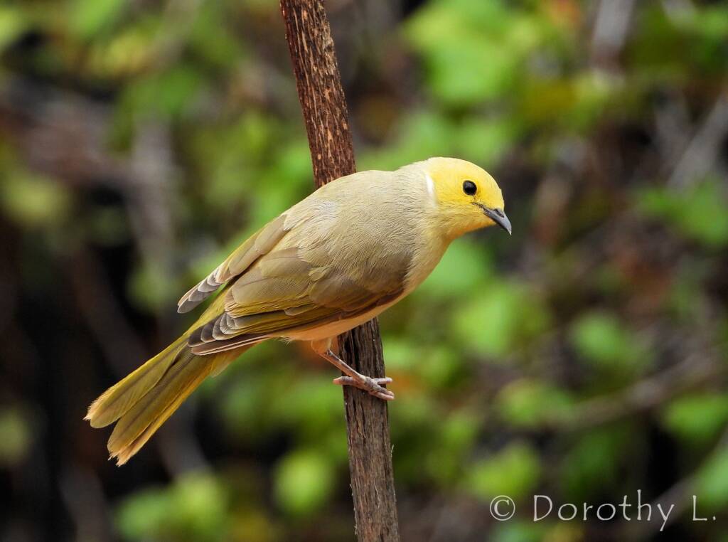 White-plumed Honeyeater (Ptilotula penicillata)