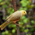 White-plumed Honeyeater (Ptilotula penicillata)