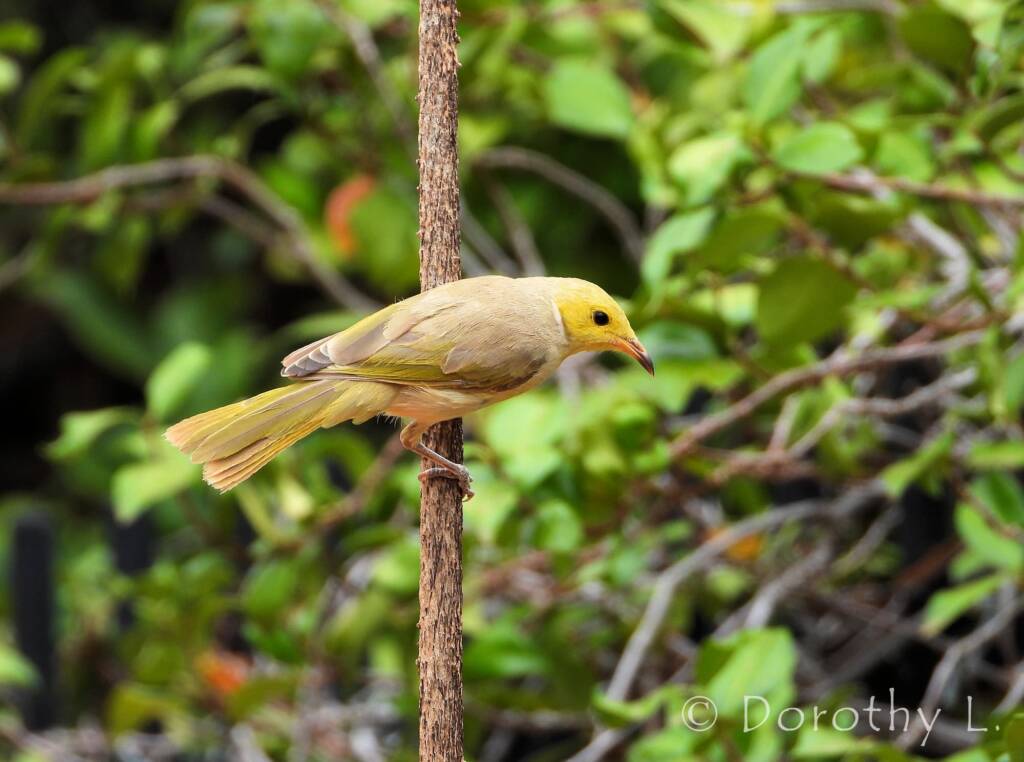 White-plumed Honeyeater (Ptilotula penicillata)