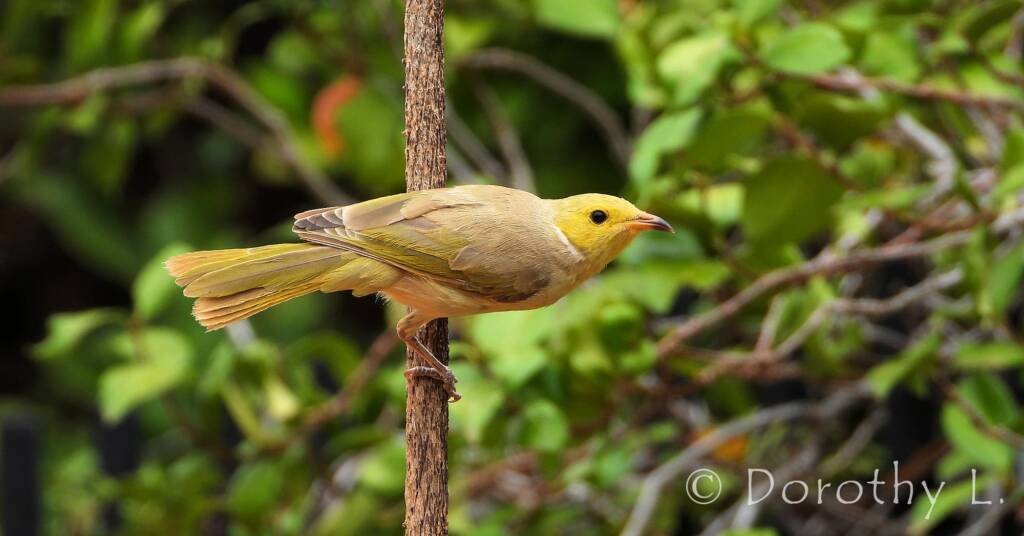 White-plumed Honeyeater (Ptilotula penicillata)
