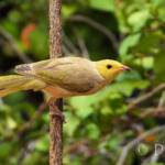 White-plumed Honeyeater (Ptilotula penicillata)