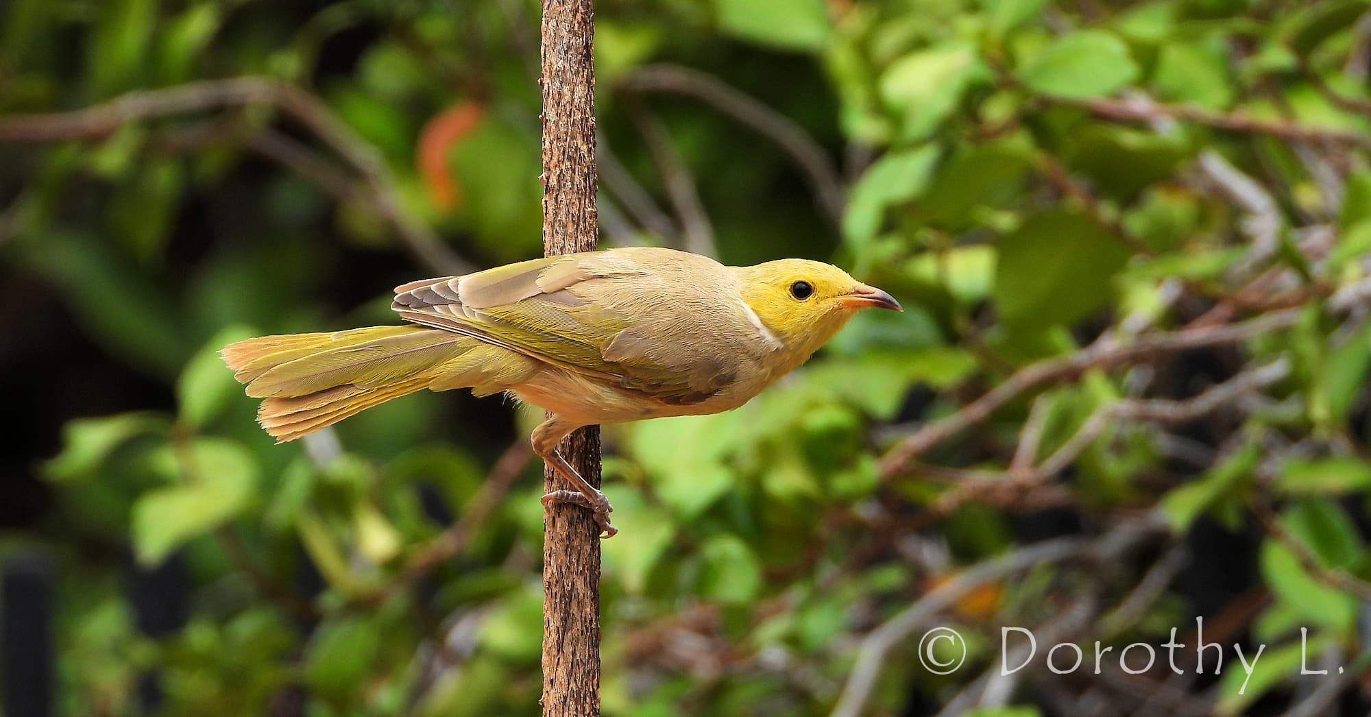 White-plumed Honeyeater (Ptilotula penicillata)