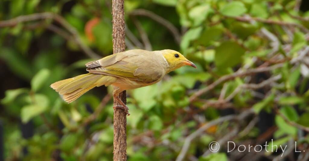 White-plumed Honeyeater (Ptilotula penicillata)