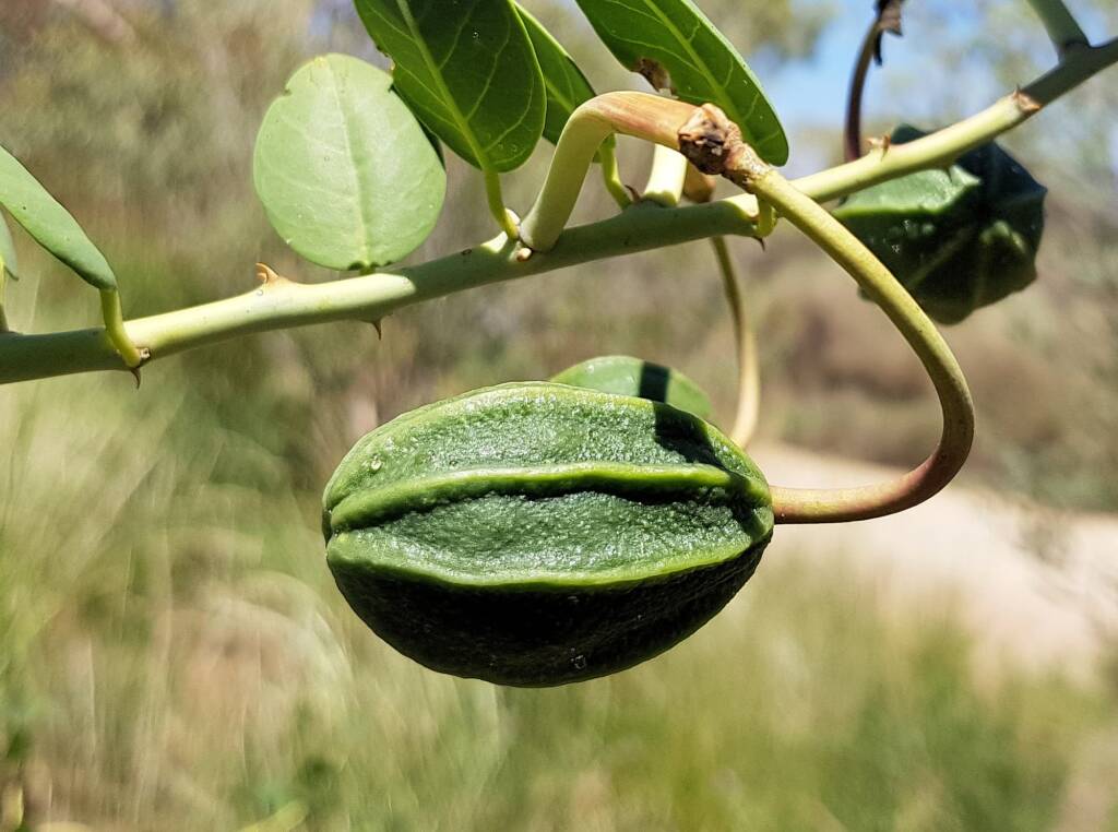 Wild Passionfruit (Capparis spinosa var. nummularia)