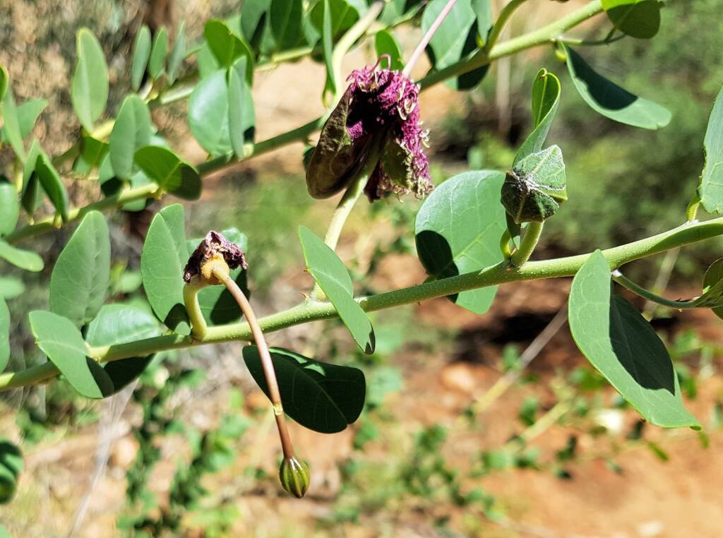 Wild Passionfruit (Capparis spinosa var. nummularia)