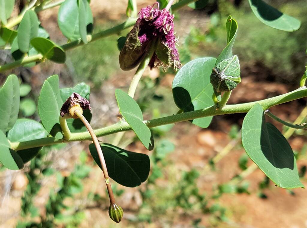 Wild Passionfruit (Capparis spinosa var. nummularia)