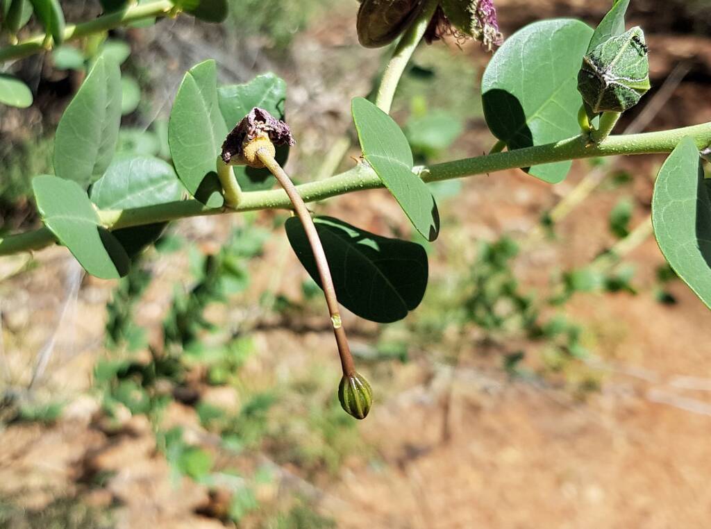 Wild Passionfruit (Capparis spinosa var. nummularia)