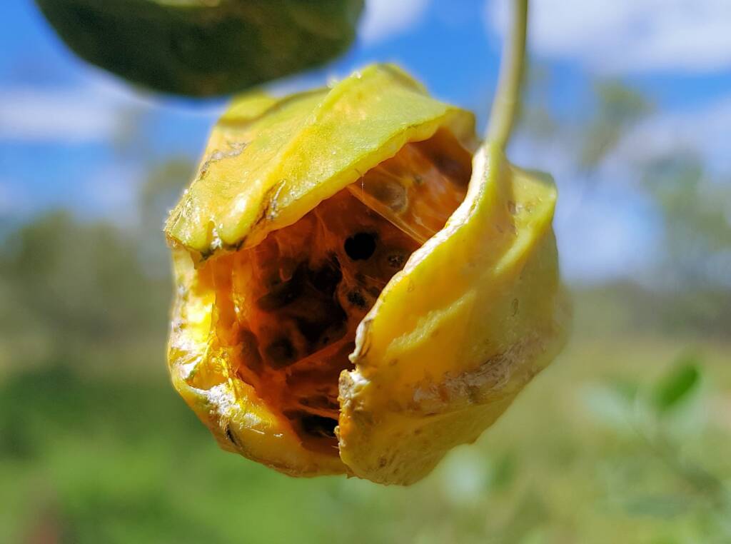Bush Passionfruit (Capparis spinosa var. nummularia), Alice Springs Desert Park