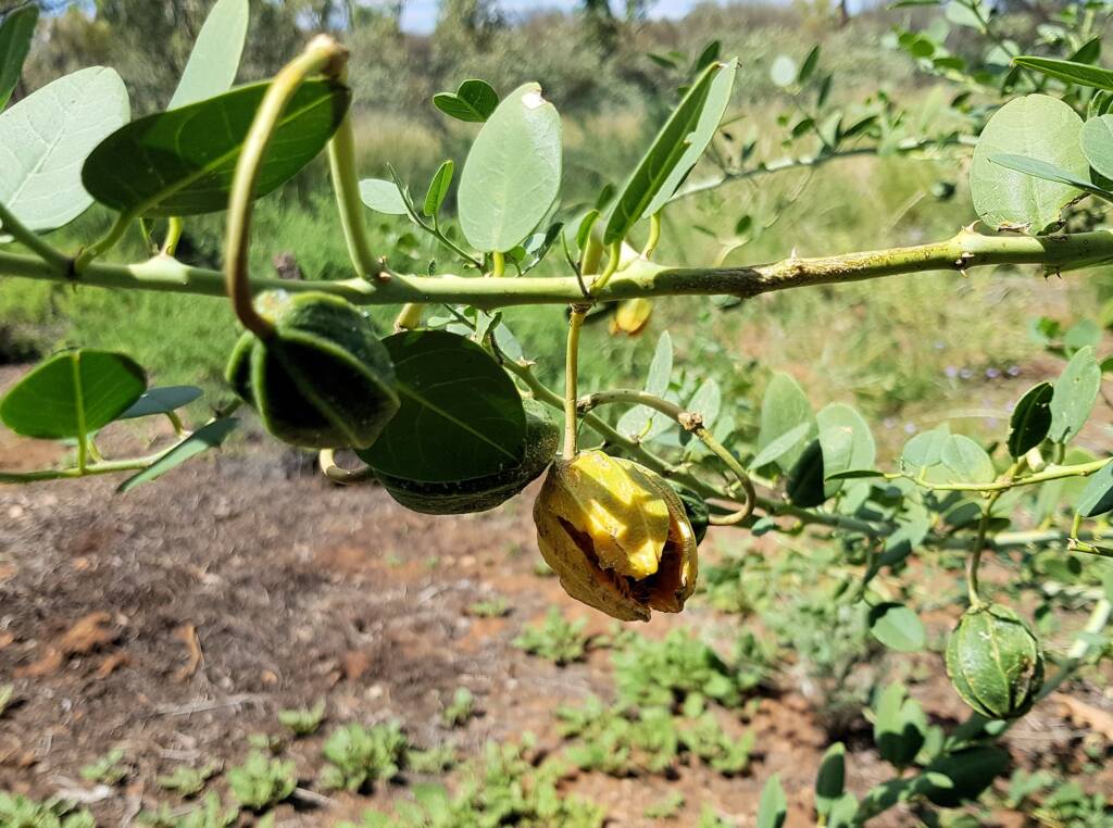 Bush Passionfruit (Capparis spinosa var. nummularia), Alice Springs Desert Park