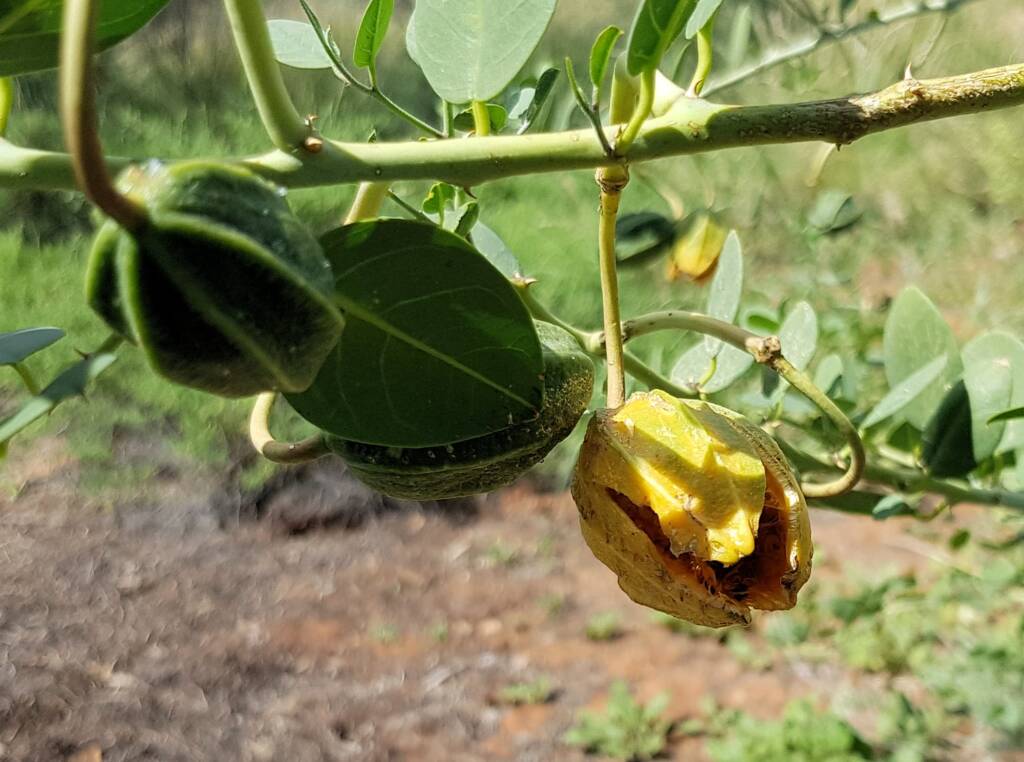 Bush Passionfruit (Capparis spinosa var. nummularia), Alice Springs Desert Park