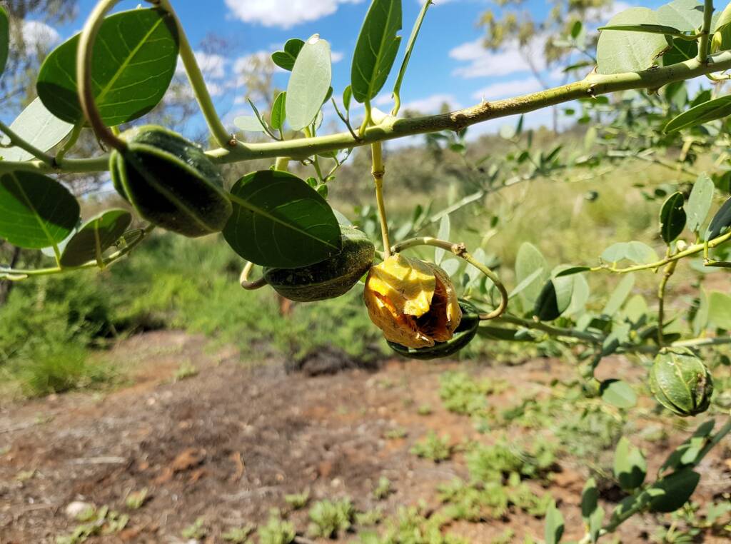 Bush Passionfruit (Capparis spinosa var. nummularia), Alice Springs Desert Park