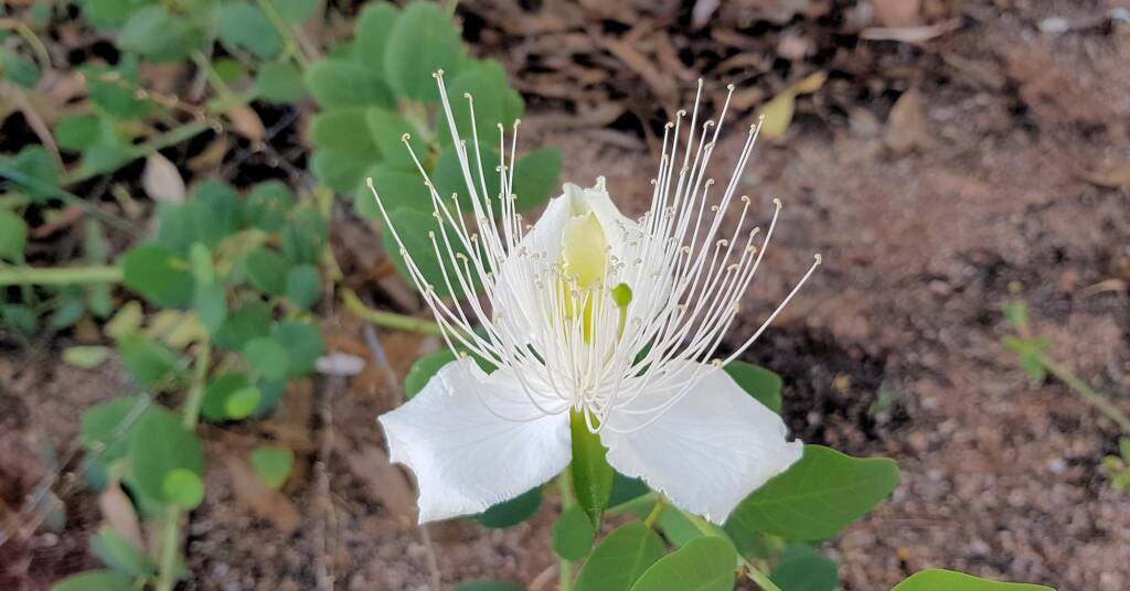 Wild Passionfruit (Capparis spinosa var. nummularia)