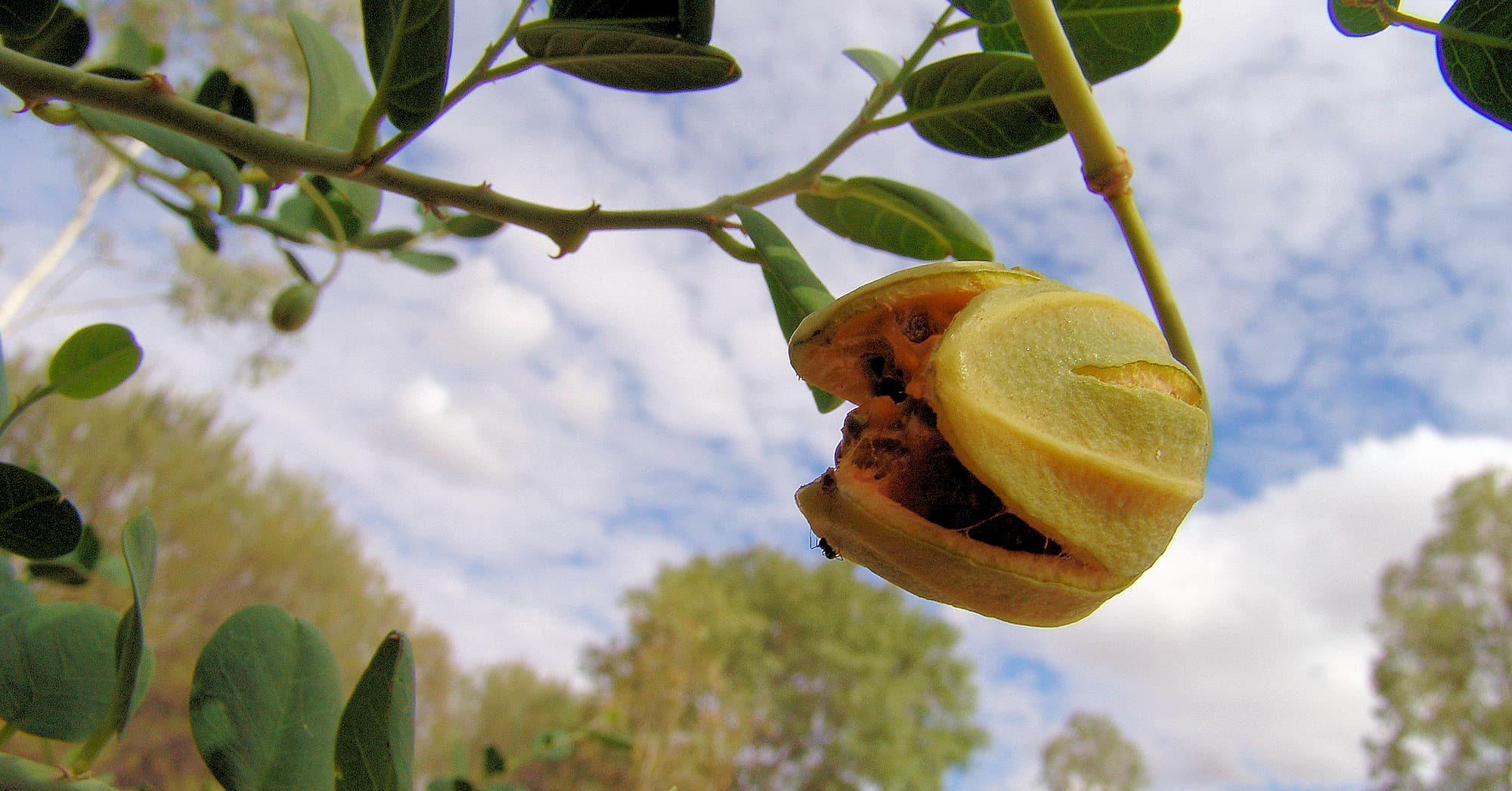 Caper Bush (Capparis spinosa var. nummularia), Olive Pink Botanic Garden