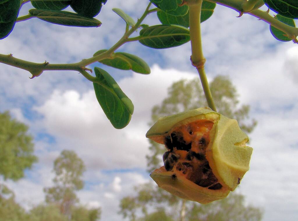 Caper Bush (Capparis spinosa var. nummularia), Olive Pink Botanic Garden