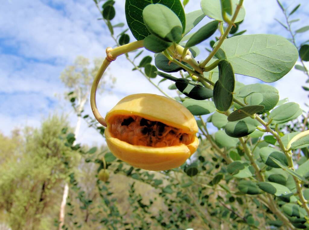 Caper Bush (Capparis spinosa var. nummularia), Olive Pink Botanic Garden