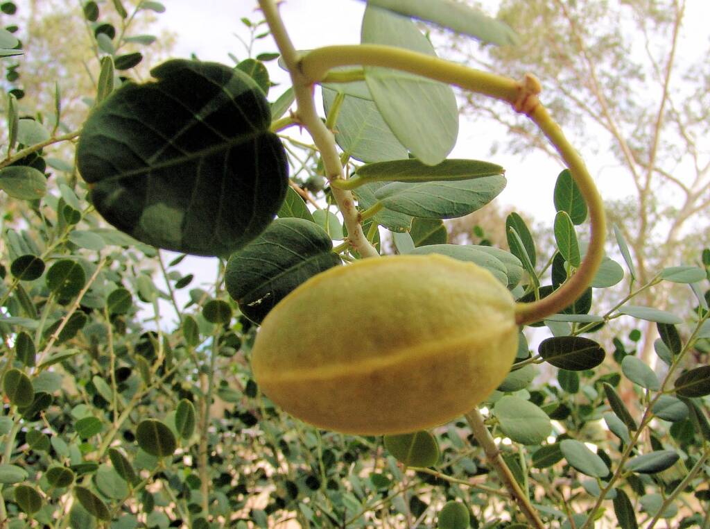 Caper Bush (Capparis spinosa var. nummularia), Olive Pink Botanic Garden