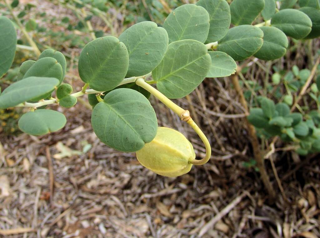 Caper Bush (Capparis spinosa var. nummularia), Olive Pink Botanic Garden