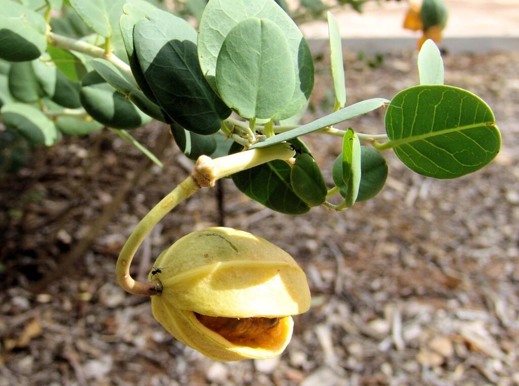 Caper Bush (Capparis spinosa var. nummularia), Olive Pink Botanic Garden