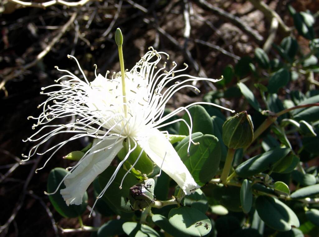 Caper Bush (Capparis spinosa var. nummularia), Olive Pink Botanic Garden