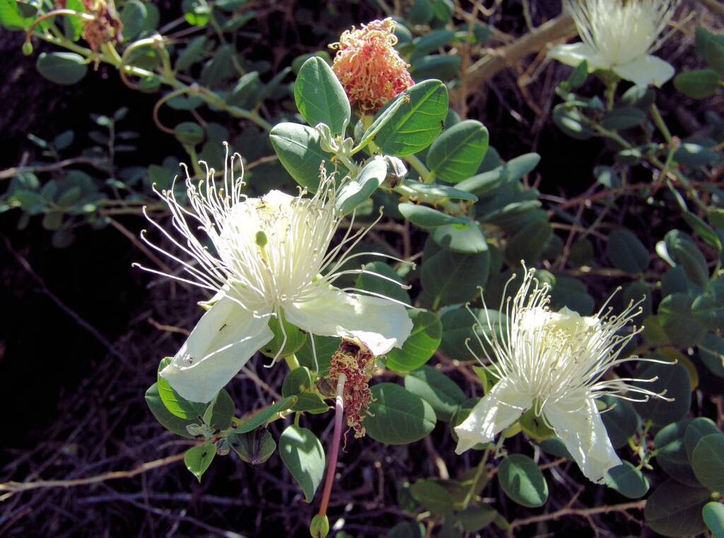 Caper Bush (Capparis spinosa var. nummularia), Olive Pink Botanic Garden