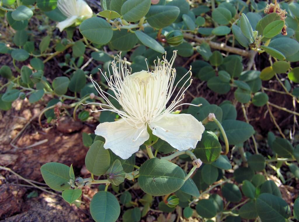 Caper Bush (Capparis spinosa var. nummularia), Olive Pink Botanic Garden
