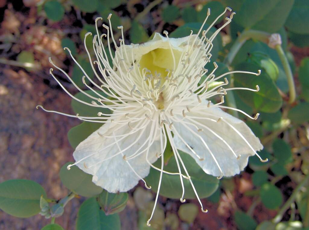 Caper Bush (Capparis spinosa var. nummularia), Olive Pink Botanic Garden