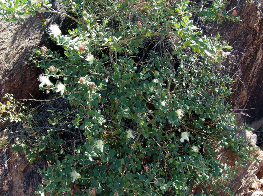 Caper Bush (Capparis spinosa var. nummularia), Olive Pink Botanic Garden