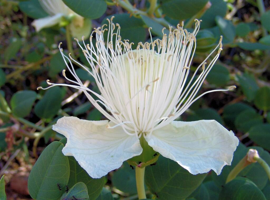 Caper Bush (Capparis spinosa var. nummularia), Olive Pink Botanic Garden