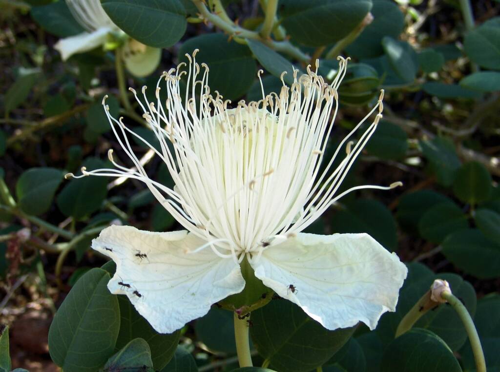 Caper Bush (Capparis spinosa var. nummularia), Olive Pink Botanic Garden