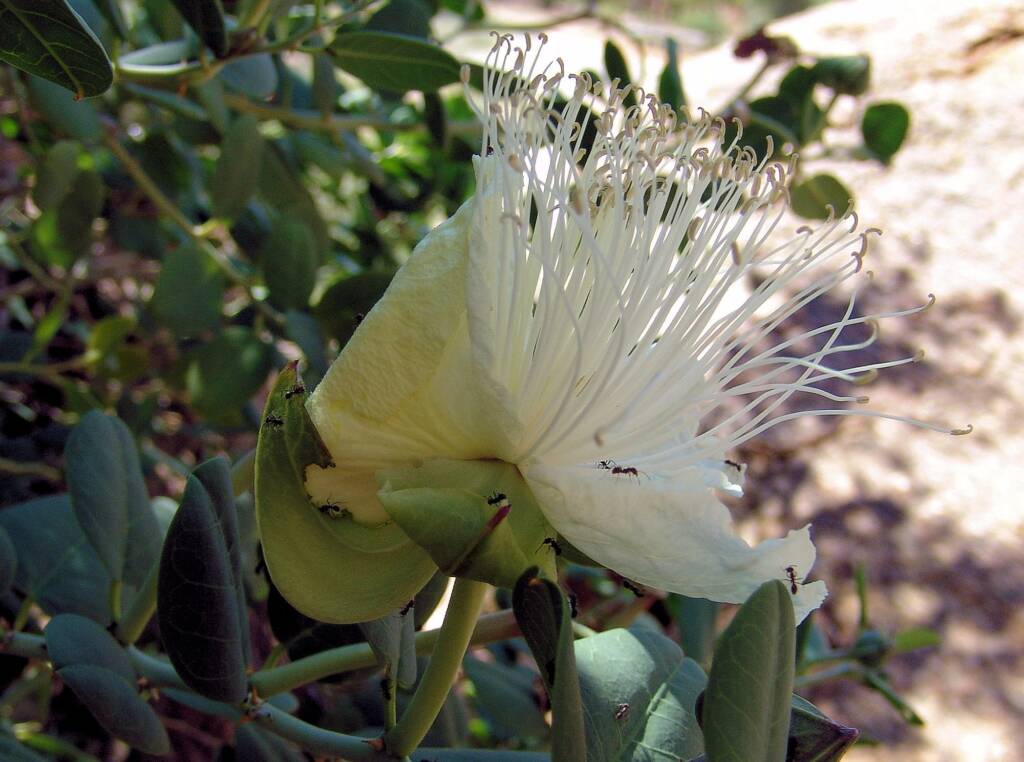 Caper Bush (Capparis spinosa var. nummularia), Olive Pink Botanic Garden