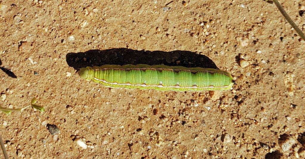 Yeperenye Caterpillar (Hyles livornicoides)