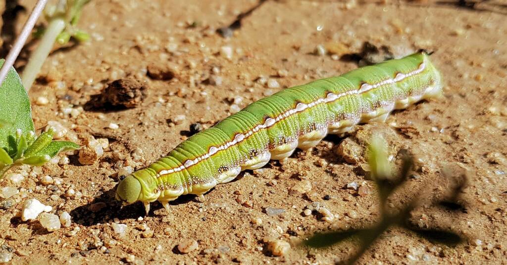 Yeperenye Caterpillar (Hyles livornicoides)