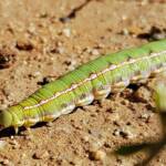 Yeperenye Caterpillar (Hyles livornicoides)