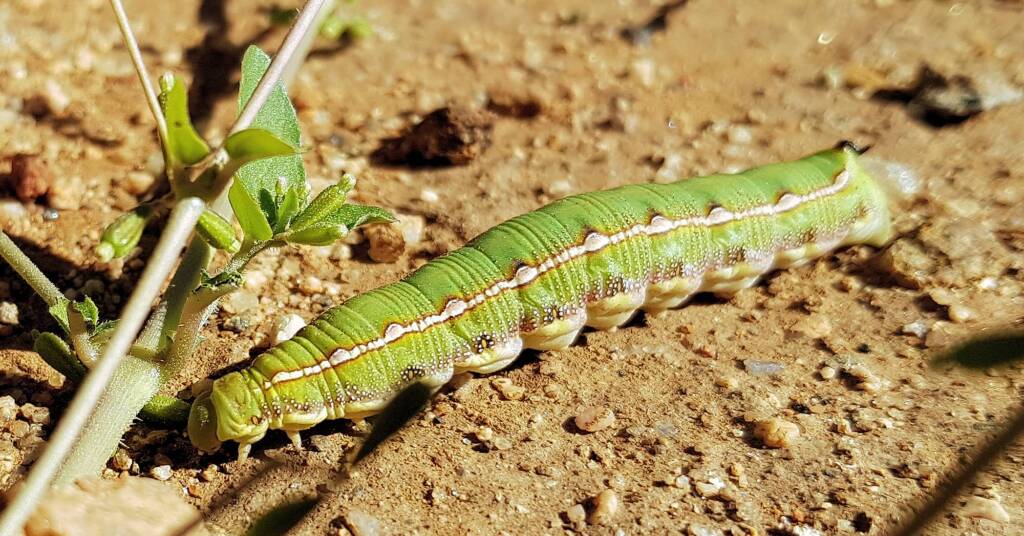 Yeperenye Caterpillar (Hyles livornicoides)