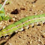 Yeperenye Caterpillar (Hyles livornicoides)