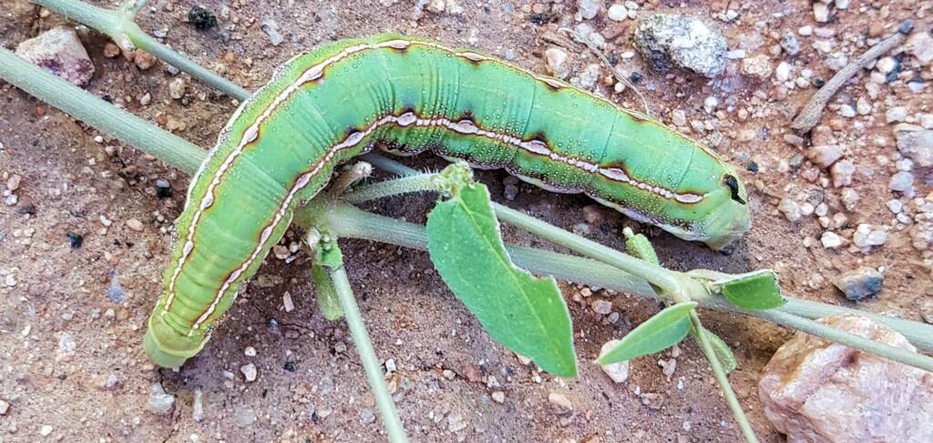 Yeperenye Caterpillar (Hyles livornicoides)