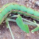 Yeperenye Caterpillar (Hyles livornicoides)
