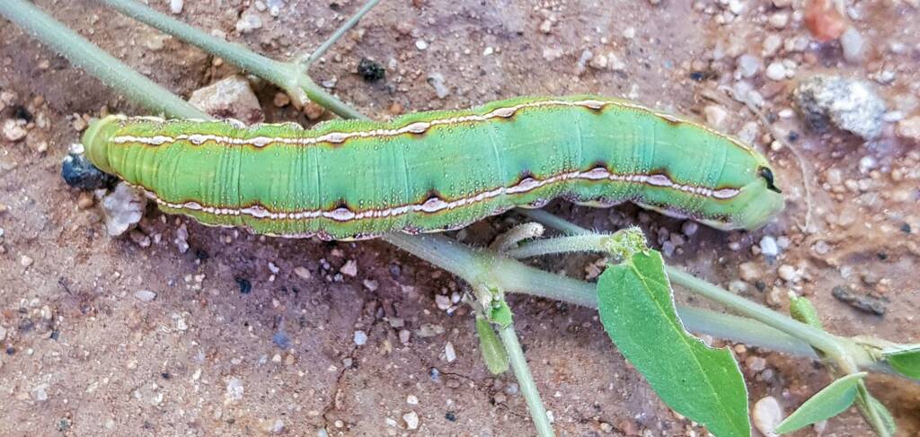 Yeperenye Caterpillar (Hyles livornicoides)