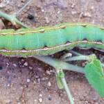 Yeperenye Caterpillar (Hyles livornicoides)