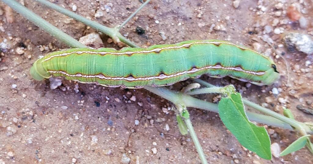 Yeperenye Caterpillar (Hyles livornicoides)