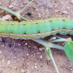 Yeperenye Caterpillar (Hyles livornicoides)