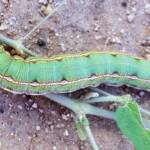 Yeperenye Caterpillar (Hyles livornicoides)