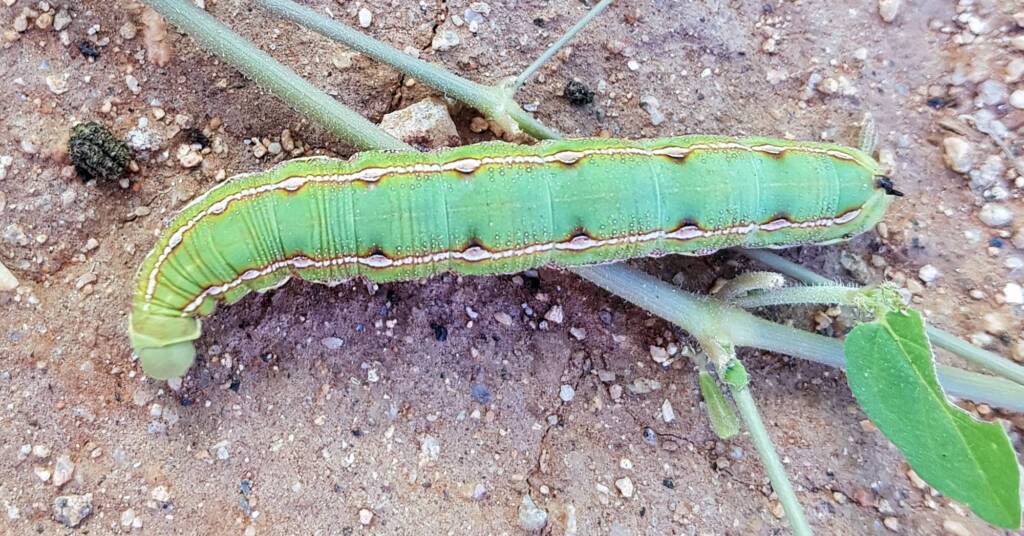 Yeperenye Caterpillar (Hyles livornicoides)